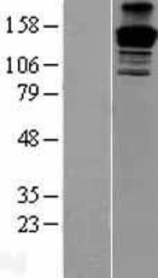 Western Blot PEG3 Overexpression Lysate