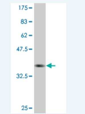 Western Blot: PEO1 Antibody (1C5) [H00056652-M03] - Detection against Immunogen (36.08 KDa) .