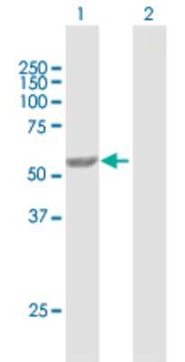 Western Blot: PEPD Antibody [H00005184-B01P] - Analysis of PEPD expression in transfected 293T cell line by PEPD polyclonal antibody.  Lane 1: PEPD transfected lysate(54.23 KDa). Lane 2: Non-transfected lysate.