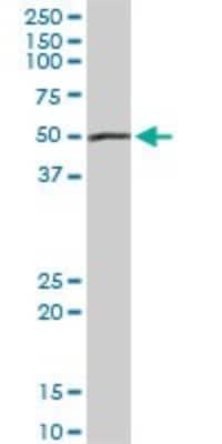 Western Blot: PEPD Antibody [H00005184-D01P] - Analysis of PEPD expression in human kidney.