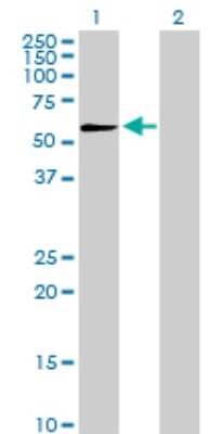 Western Blot: PEPD Antibody [H00005184-D01P] - Analysis of PEPD expression in transfected 293T cell line by PEPD polyclonal antibody.Lane 1: PEPD transfected lysate(54.60 KDa).Lane 2: Non-transfected lysate.