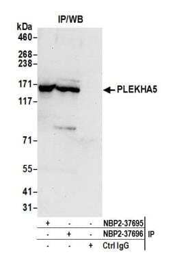 Immunoprecipitation PEPP2 Antibody - BSA Free