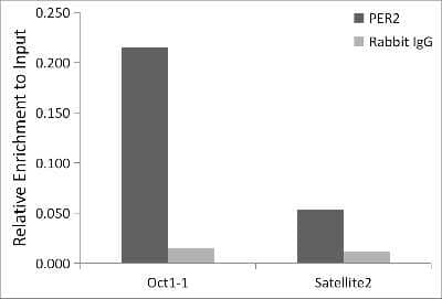 Chromatin Immunoprecipitation: PER2 Antibody (2K9Y0) [NBP3-16557] - Chromatin immunoprecipitation analysis of extracts of MCF7 cells, using PER2 antibody (NBP3-16557) and rabbit IgG.The amount of immunoprecipitated DNA was checked by quantitative PCR. Histogram was constructed by the ratios of the immunoprecipitated DNA to the input.