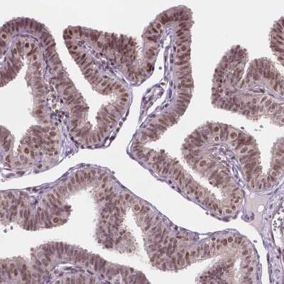 Immunohistochemistry-Paraffin: PER2 Antibody [NBP2-49316] - Staining of human fallopian tube shows moderate nuclear positivity in glandular cells.