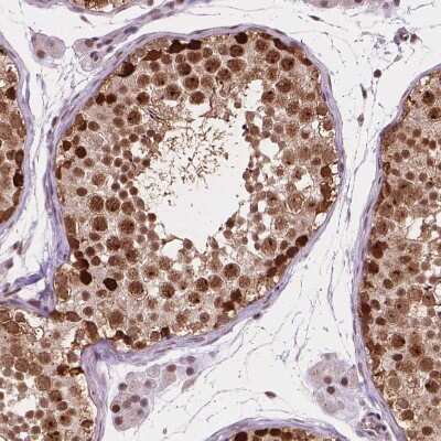 Immunohistochemistry-Paraffin: PER2 Antibody [NBP2-49316] - Staining of human testis shows strong nuclear positivity in cells in seminiferous ducts.