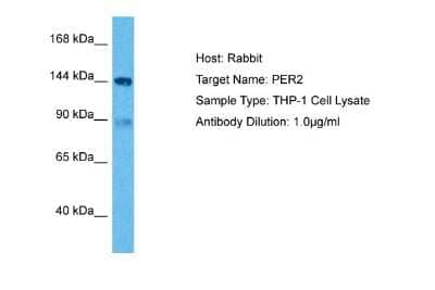 Western Blot: PER2 Antibody [NBP2-88036] - Host: Rabbit. Target Name: PER2. Sample Tissue: Human THP-1 Whole Cell. Antibody Dilution: 2ug/ml