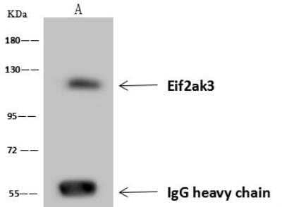Immunoprecipitation: PERK Antibody [NBP3-12585] - Lane A:0.5 mg HepG2 Whole Cell Lysate4 uL anti-Eif2ak3 rabbit polyclonal antibody and 60 ug of Immunomagnetic beads Protein A/G.Primary antibody:Anti-Eif2ak3 rabbit polyclonal antibody,at 1:100 dilution Secondary antibody:Goat Anti-Rabbit IgG (H+L)/HRP at 1/10000 dilutionDeveloped using the ECL technique.Performed under reducing conditions.Predicted band size: 125 kDaObserved band size :125 kDa