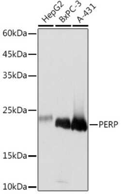 Western Blot PERP Antibody (1O3L5)