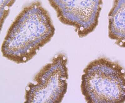 Immunohistochemistry-Paraffin: PERP Antibody (JU04-51) [NBP2-75616] - Analysis of paraffin-embedded mouse small intestine tissue using anti-PERP antibody. Counter stained with hematoxylin.