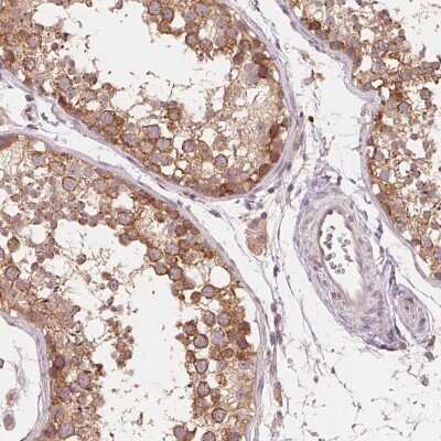 Immunohistochemistry-Paraffin: PERQ2 Antibody [NBP2-56094] - Immunohistochemical staining of human testis shows cytoplasmic positivity.
