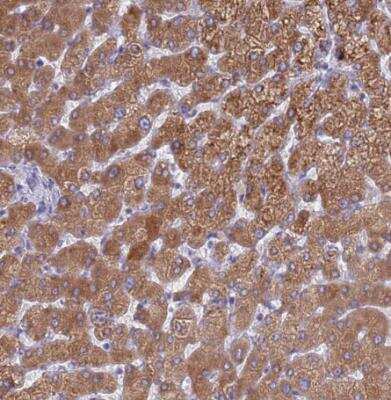 Immunohistochemistry-Paraffin PET117 Antibody - BSA Free