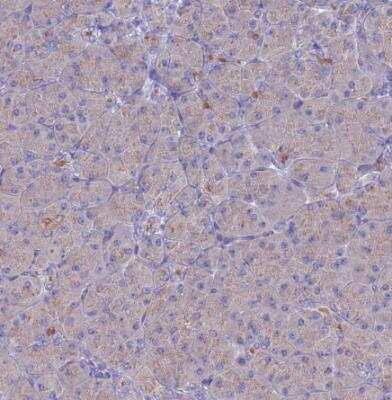 Immunohistochemistry-Paraffin PET117 Antibody - BSA Free