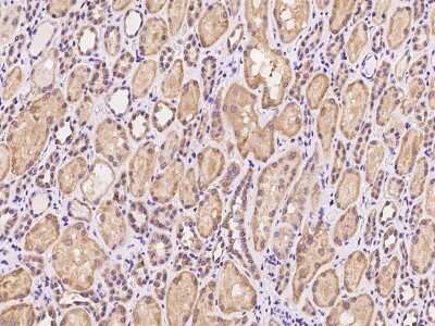 Immunohistochemistry-Paraffin PET117 Antibody - BSA Free