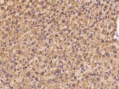 Immunohistochemistry-Paraffin PET117 Antibody - BSA Free