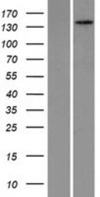 Western Blot: PEX1 Overexpression Lysate (Adult Normal) [NBP2-09026] Left-Empty vector transfected control cell lysate (HEK293 cell lysate); Right -Over-expression Lysate for PEX1.