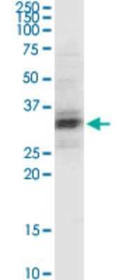 Western Blot: PEX11A Antibody (3B1) [H00008800-M04] - Analysis of PEX11A expression in K-562.