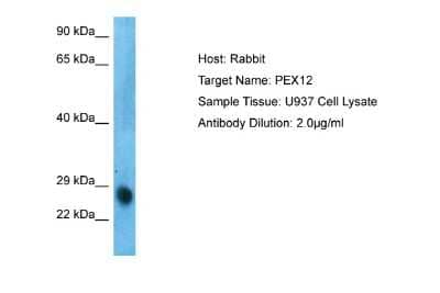 Western Blot: PEX12 Antibody [NBP2-88038] - Host: Rabbit. Target Name: PEX12. Sample Tissue: Human U937 Whole Cell. Antibody Dilution: 1.0ug/ml