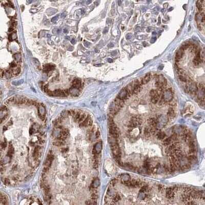 Immunohistochemistry-Paraffin: PEX13 Antibody [NBP1-86321] - Staining of human kidney.