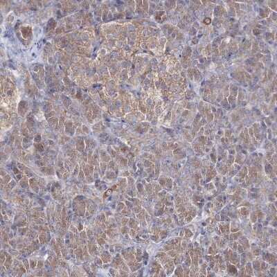 Immunohistochemistry-Paraffin: PEX13 Antibody [NBP2-38204] - Staining of human pancreas shows low expression as expected.