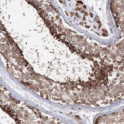 Immunohistochemistry-Paraffin: PEX13 Antibody [NBP2-38204] - Staining of human testis shows high expression.