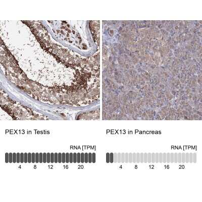 <b>Orthogonal Strategies Validation. </b>Immunohistochemistry-Paraffin: PEX13 Antibody [NBP2-38204] - Staining in human testis and pancreas tissues using anti-PEX13 antibody. Corresponding PEX13 RNA-seq data are presented for the same tissues.