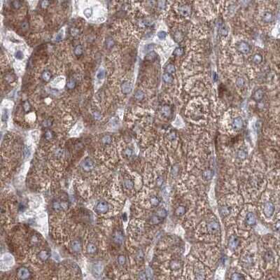 Immunohistochemistry-Paraffin: PEX13 Antibody [NBP2-38204] - Staining of human liver.