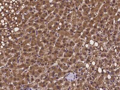 Immunohistochemistry-Paraffin: PEX13 Antibody [NBP2-97247] - Immunochemical staining of human PEX13 in human kidney with rabbit polyclonal antibody at 1:100 dilution, formalin-fixed paraffin embedded sections.