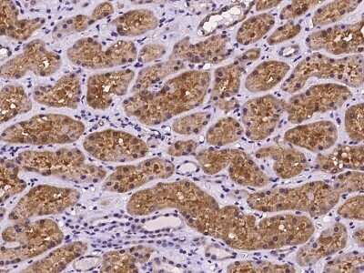 Immunohistochemistry-Paraffin: PEX13 Antibody [NBP2-97247] - Immunochemical staining of human PEX13 in human kidney with rabbit polyclonal antibody at 1:100 dilution, formalin-fixed paraffin embedded sections.