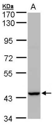 Western Blot: PEX13 Antibody [NBP1-31032] - Sample(30 ug of whole cell lysate)A:MOLT4 7. 5% SDS PAGE, antibody diluted at 1:1000.