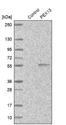 Western Blot: PEX13 Antibody [NBP1-86321] - Analysis in control (vector only transfected HEK293T lysate) and PEX13 over-expression lysate (Co-expressed with a C-terminal myc-DDK tag (3.1 kDa) in mammalian HEK293T cells).