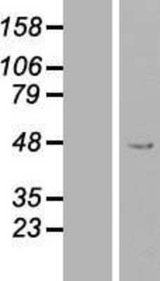 Western Blot PEX13 Overexpression Lysate