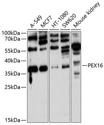 Western Blot PEX16 Antibody - BSA Free