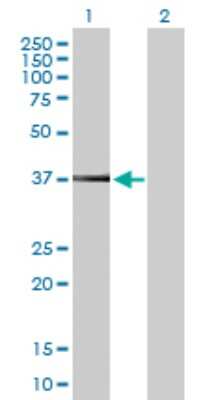 Western Blot: PEX19 Antibody [H00005824-B02P] - Analysis of PEX19 expression in transfected 293T cell line by PEX19 polyclonal antibody.  Lane 1: PEX19 transfected lysate(33 KDa). Lane 2: Non-transfected lysate.