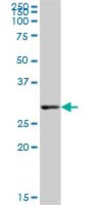 Western Blot PEX26 Antibody - Azide and BSA Free