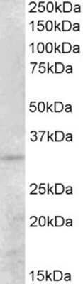 Western Blot PEX26 Antibody