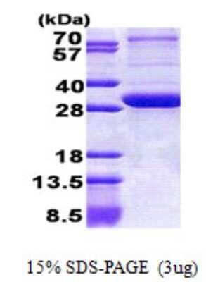 SDS-Page: PEX26 Protein [NBP2-23321]