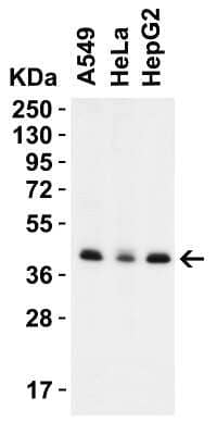 Western Blot PEX3 Antibody - BSA Free