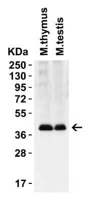 Western Blot PEX3 Antibody - BSA Free