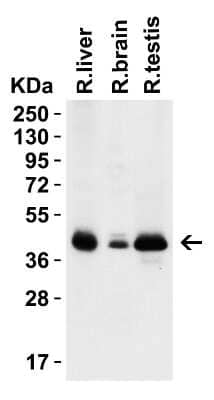 Western Blot PEX3 Antibody - BSA Free