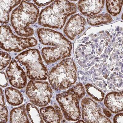 Immunohistochemistry: PEX3 Antibody [NBP2-38838] - Staining of human kidney shows strong cytoplasmic positivity in cells in tubules.