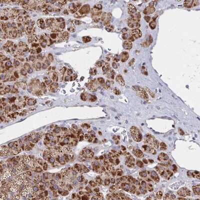 Immunohistochemistry: PEX3 Antibody [NBP2-38838] - Staining of human adrenal gland shows high expression.