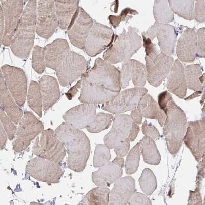 Immunohistochemistry-Paraffin: PEX3 Antibody [NBP2-38838] - Staining of human skeletal muscle shows low expression as expected.