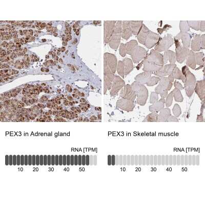 <b>Orthogonal Strategies Validation. </b>Immunohistochemistry-Paraffin: PEX3 Antibody [NBP2-38838] - Staining in human adrenal gland and skeletal muscle tissues using anti-PEX3 antibody. Corresponding PEX3 RNA-seq data are presented for the same tissues.