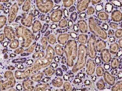 Immunohistochemistry-Paraffin: PEX3 Antibody [NBP3-06433] - Immunochemical staining of human PEX3 in human kidney with rabbit polyclonal antibody at 1:100 dilution, formalin-fixed paraffin embedded sections.