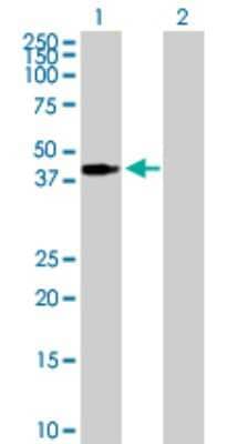 Western Blot: PEX3 Antibody [H00008504-B01P] - Analysis of PEX3 expression in transfected 293T cell line by PEX3 polyclonal antibody.  Lane 1: PEX3 transfected lysate(41.03 KDa). Lane 2: Non-transfected lysate.