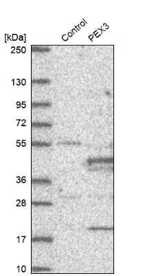 Western Blot: PEX3 Antibody [NBP2-38838] - Analysis in control (vector only transfected HEK293T lysate) and PEX3 over-expression lysate (Co-expressed with a C-terminal myc-DDK tag (3.1 kDa) in mammalian HEK293T cells).