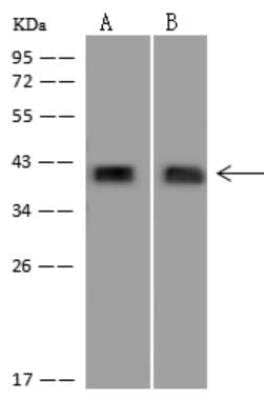 Western Blot: PEX3 Antibody [NBP3-06433] - Anti-PEX3 rabbit polyclonal antibody at 1:500 dilution. Lane A: HeLa Whole Cell Lysate Lane B: NIH3T3 Whole Cell Lysate. Lysates/proteins at 30 ug per lane. Secondary: Goat Anti-Rabbit IgG (H+L)/HRP at 1/10000 dilution. Developed using the ECL technique. Performed under reducing conditions. Observed band size:42 kDa.