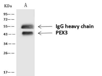 Western Blot: PEX3 Antibody [NBP3-06433] - PEX3 was immunoprecipitated using: Lane A: 0.5 mg HeLa Whole Cell Lysate. 4 uL anti-PEX3 rabbit polyclonal antibody and 60 ug of Immunomagnetic beads Protein A/G. Primary antibody: Anti-PEX3 rabbit polyclonal antibody,at 1:100 dilution. Secondary antibody: Goat Anti-Rabbit IgG (H+L)/HRP at 1/10000 dilution. Developed using the ECL technique. Performed under reducing conditions. Observed band size :43 kDa.