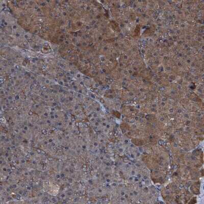 Immunohistochemistry-Paraffin: PEX5 Antibody [NBP2-38443] - Staining of human pancreas shows low expression as expected.