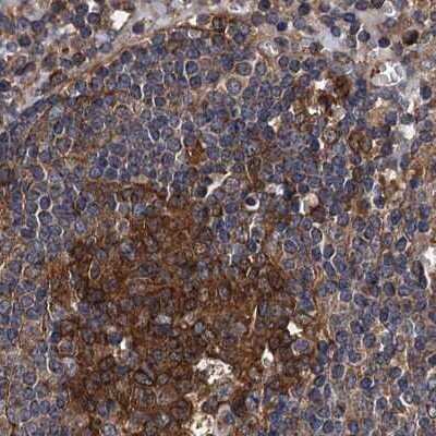 Immunohistochemistry-Paraffin: PEX5 Antibody [NBP2-38443] - Staining of human lymph node.